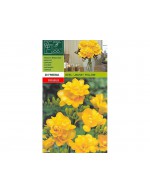 Freesia double yellow 20 bulbi