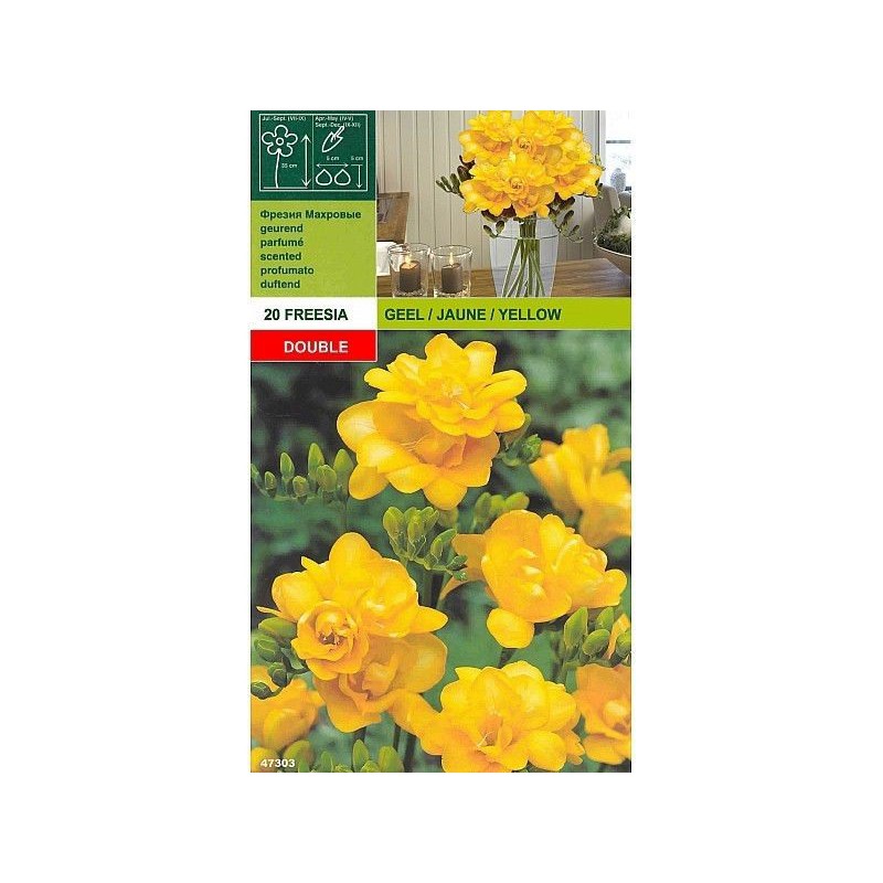 Freesia double yellow 20 bulbi