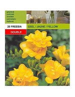 Freesia double yellow 20 bulbi