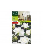 Freesia double white 20 bulbs