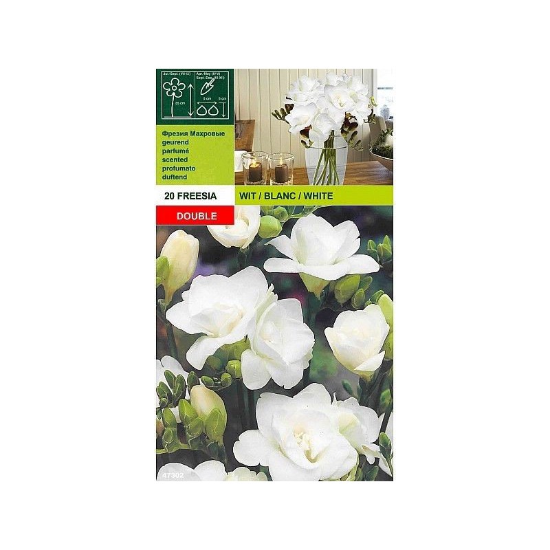 Freesia double white 20 bulbs Freesia double white 20 bulbs