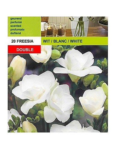 Freesia double white 20 bulbs