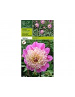 Dahlia take off 1 bulb