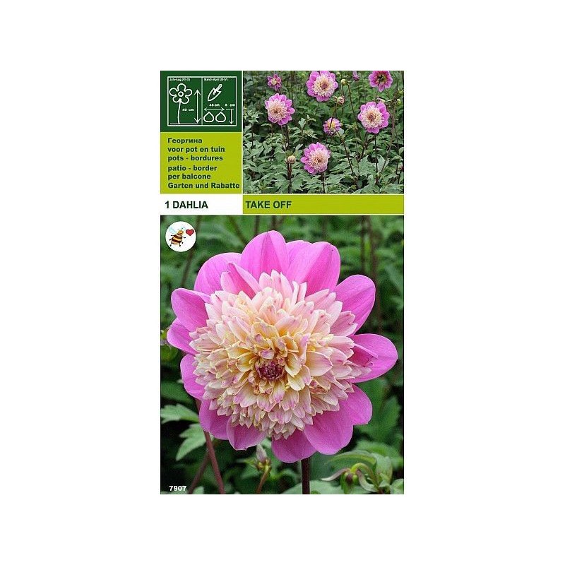 Dahlia take off 1 bulb