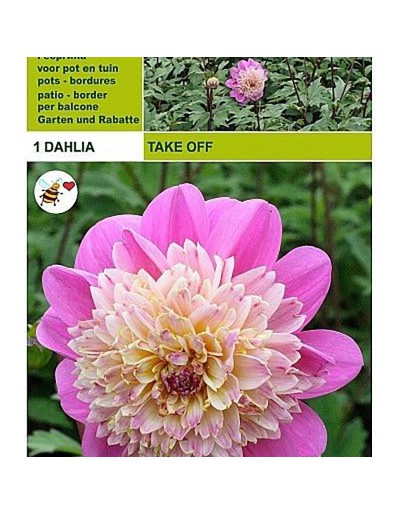 Dahlia take off 1 bulb