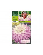 Dahlia dinnerplate sir alf.ramsey 1 bulb