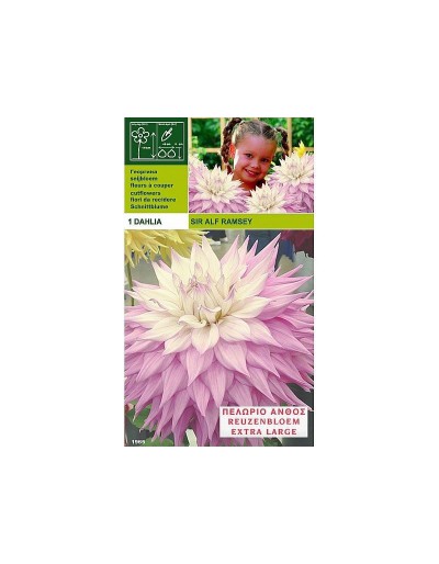 Dahlia dinnerplate sir alf.ramsey 1 bulb