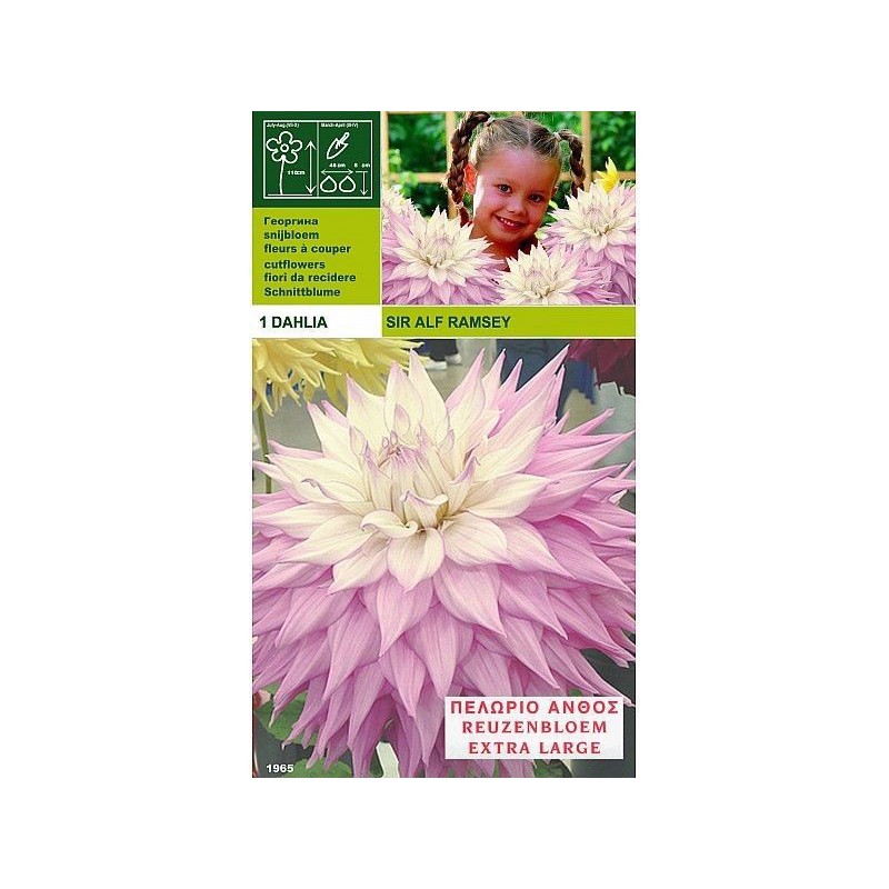 Dahlia dinnerplate sir alf.ramsey 1 bulb