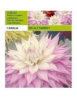 Talerz Dahlia sir alf.ramsey 1 żarówka