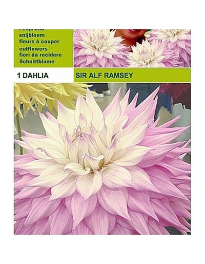 Dahlia dinnerplate sir alf.ramsey 1 bulb