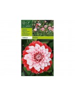 Dekorativ dahlia rexona 1 glödlampa