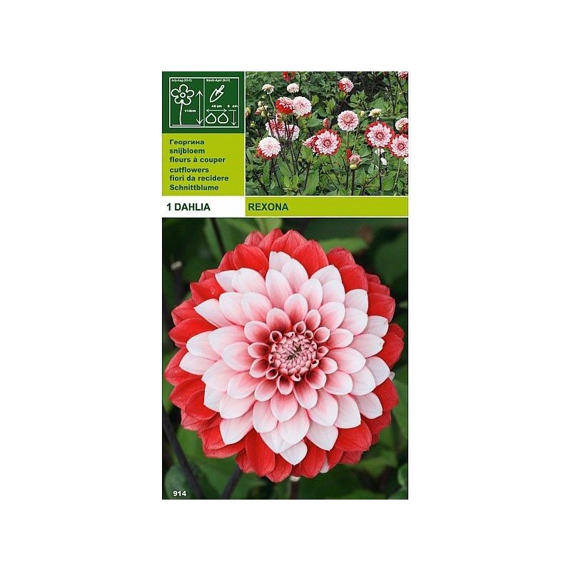Dahlia decorative rexona 1 bulb Dahlia decorative rexona 1 bulb