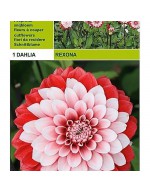 Dahlia decorative rexona 1 bulb