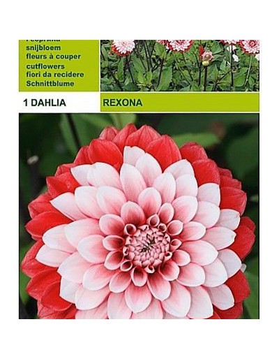 Dekorativ dahlia rexona 1 glödlampa