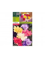 Freesia double mixed 10 bulbs