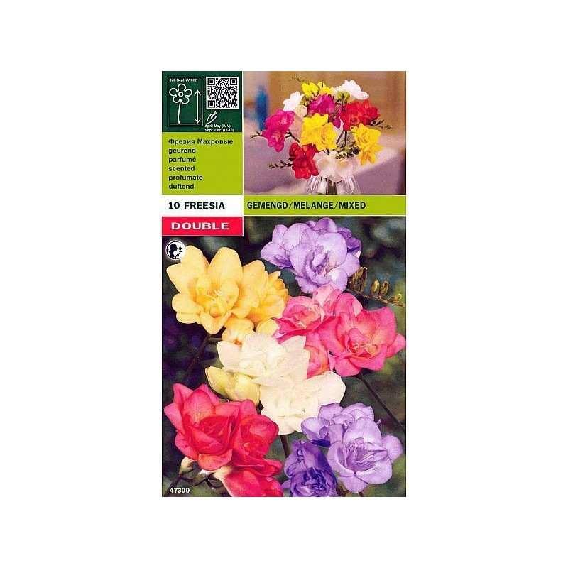 Freesia double mixed 10 bulbs Freesia double mixed 10 bulbs