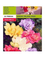 Freesia double mixed 10 bulbi