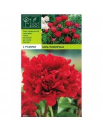 Peonyrose karl rosenfeld 1 radice