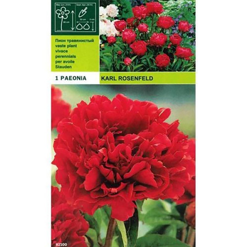 Peonyrose Karl Rosenfeld 1 raiz