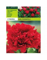 Peonyrose karl rosenfeld 1 radice