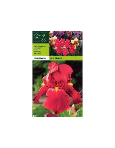 Iris germanica röd zinger 1 rot