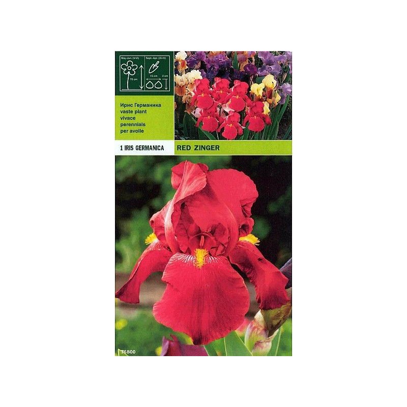 Iris germanica czerwony zinger 1 korzeń