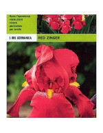 Iris germanica röd zinger 1 rot