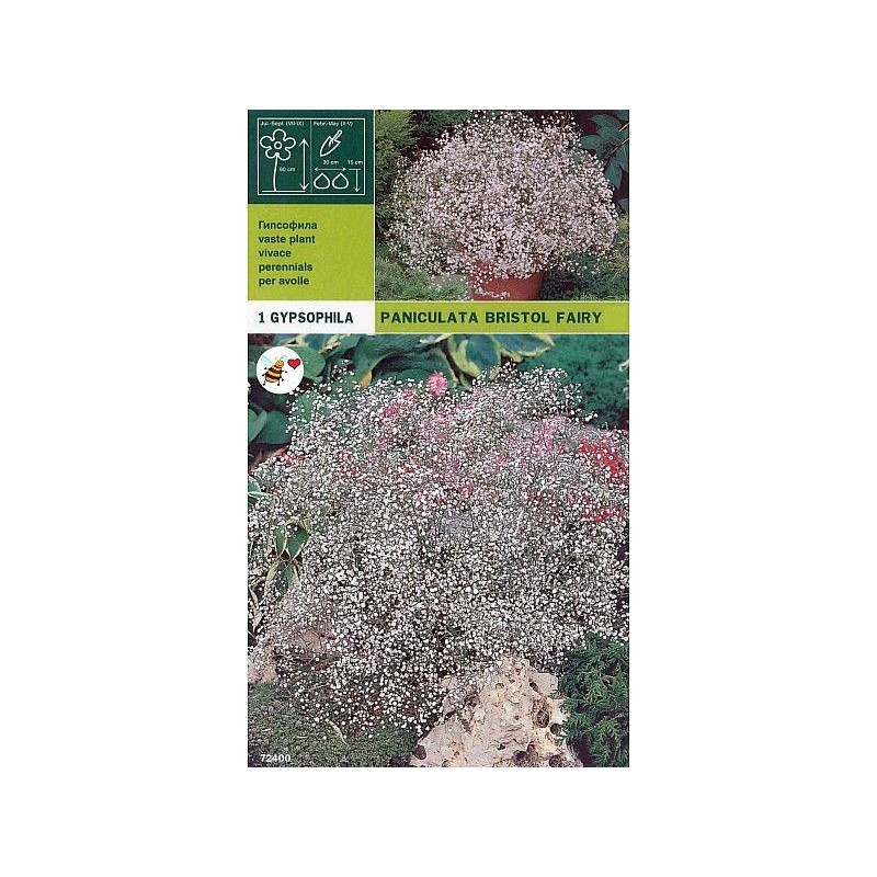 Bulbi gypsophyla paniculata bristol fairy 1 bulb Bulbi gypsophyla paniculata bristol fairy 1 bulb