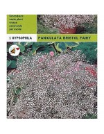 Bulbi gypsophyla paniculata bristol fairy 1 bulbo