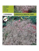 Żarówki gypsophyla paniculata bristol bajki 1 żarówka