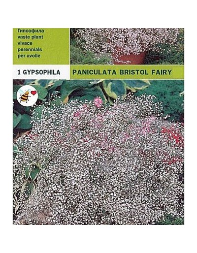 Bulbi gypsophyla paniculata bristol hada 1 bombilla