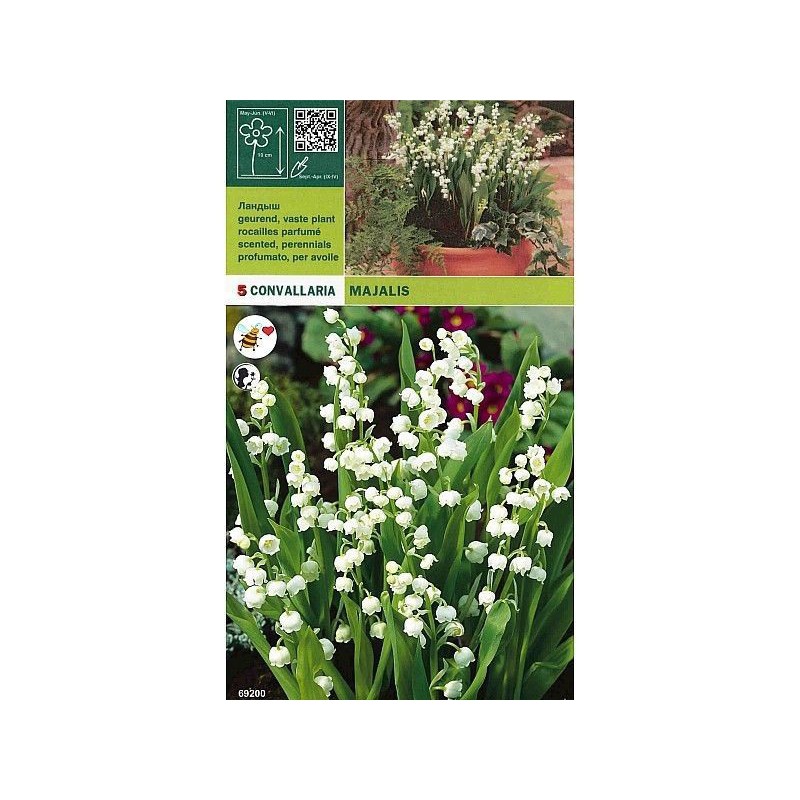 Convallaria majalis 5 bulbi Convallaria majalis 5 bulbi
