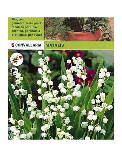 Convallaria majalis 5 bulbi