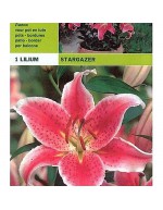 Lilium oriental stargazer 1 ampoule