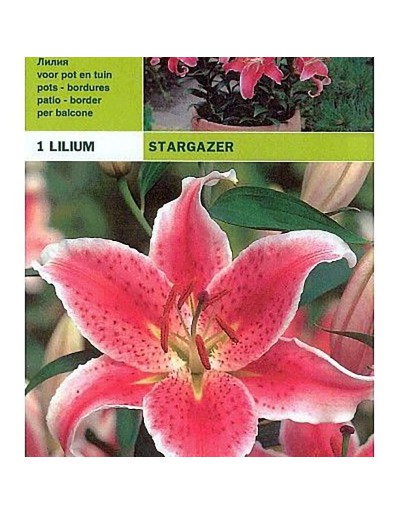 Lillium orientalischer Sternengucker 1 Glühbirne