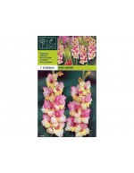 Gladiolus mon amour 7 bulbs