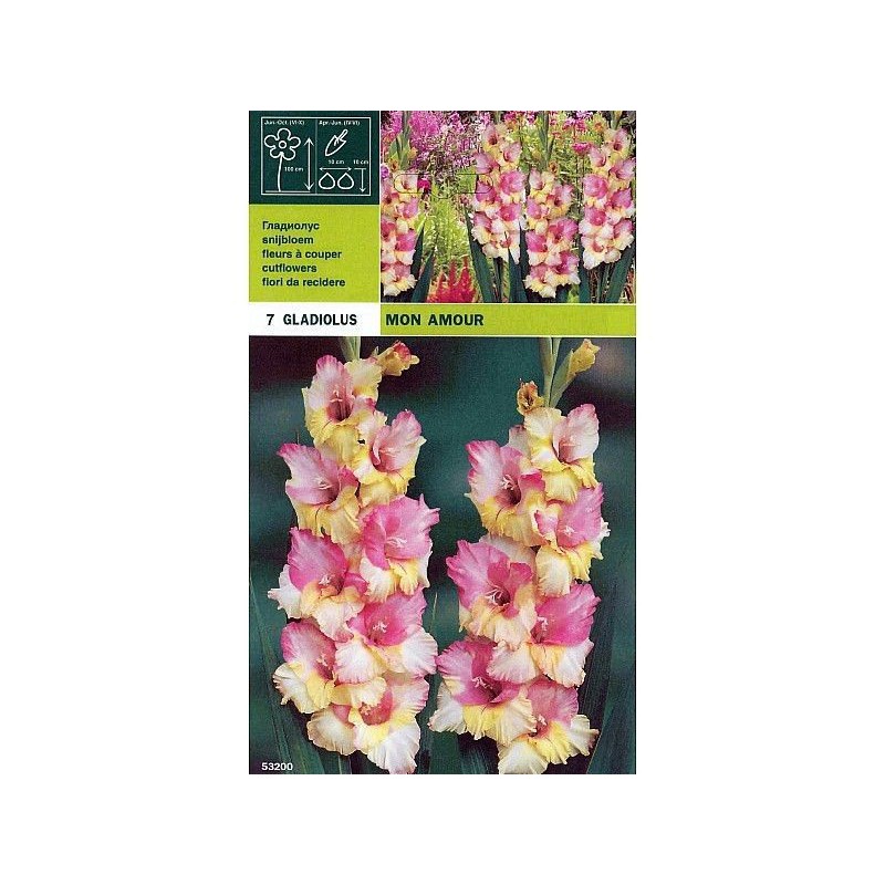 Gladiolus mon amour 7 bulbs Gladiolus mon amour 7 bulbs