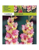 Gladiolus mon amour 7 bulbs