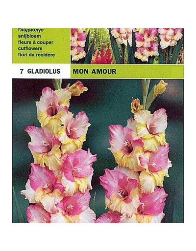 Gladiolus mon amour 7 Glühbirnen