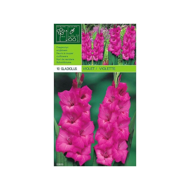 Gladiolus violett 10 lökar