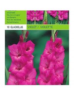 Gladiolus violeta 10 bombillas