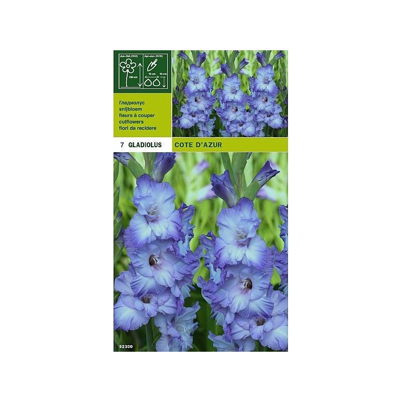 gladioli cote d'azur 7 bulbs gladioli cote d'azur 7 bulbs