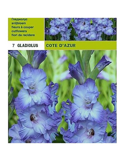 gladioli cote d'azur 7 glödlampor