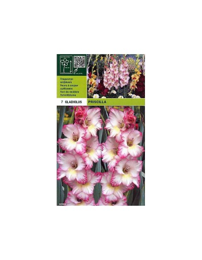 Gladiolus priscilla 7 bulbi