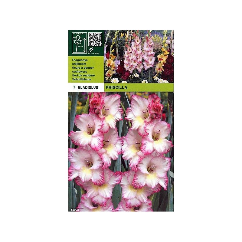 Gladiolus priscilla 7 bulbi Gladiolus priscilla 7 bulbi