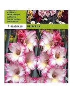 Gladiolus priscilla 7 ampoules