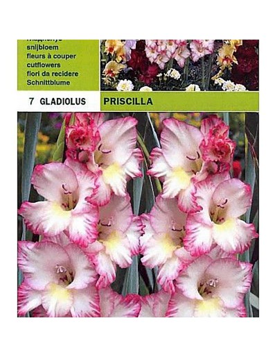 Gladiolus priscilla 7 glödlampor