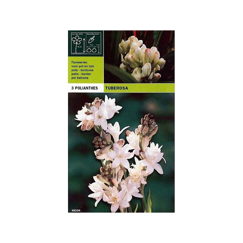 Polianthus tuberosa 3 bulbi
