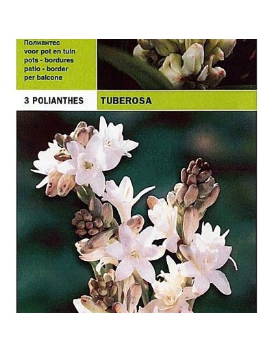 Polianthus tuberosa 3 żarówki