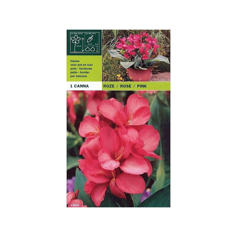 Cane pink 1 bulb